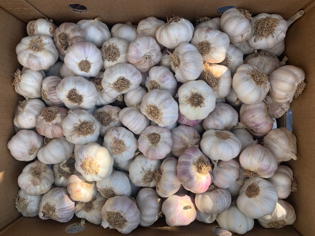 Fresh garlic quality