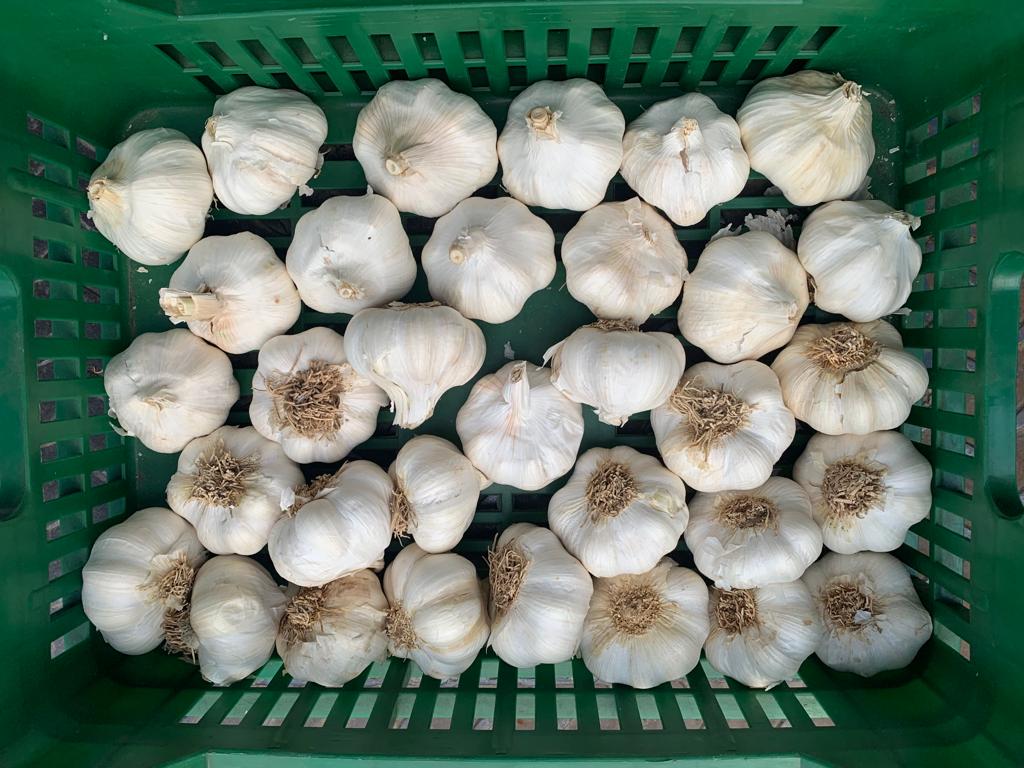 Premium garlic quality