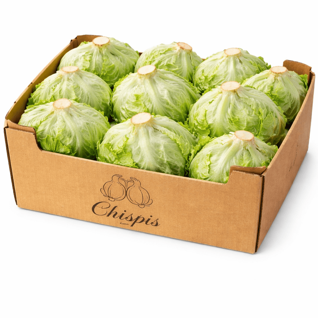 lechugas iceberg al por mayor